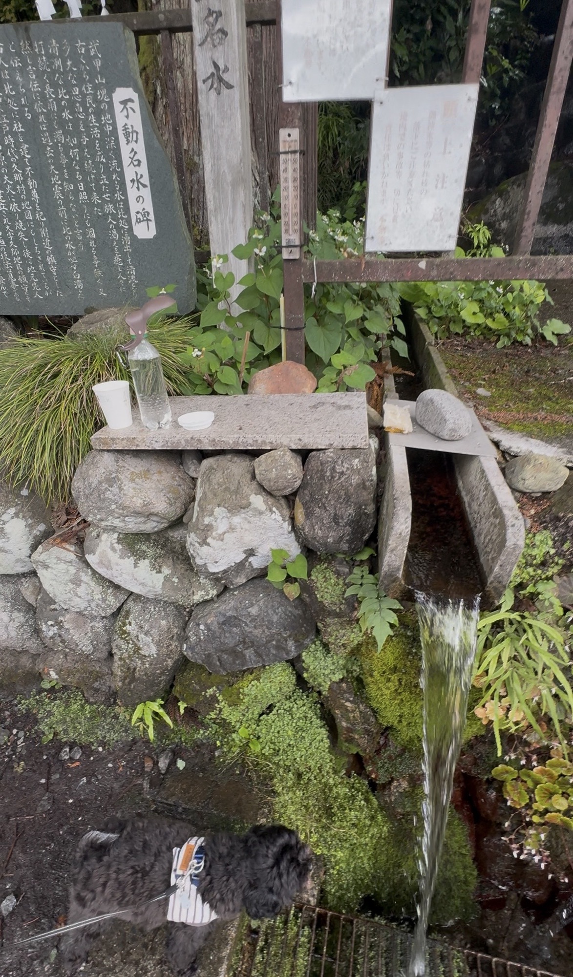 ７月のお休みのお知らせ☆と秩父の湧水へ